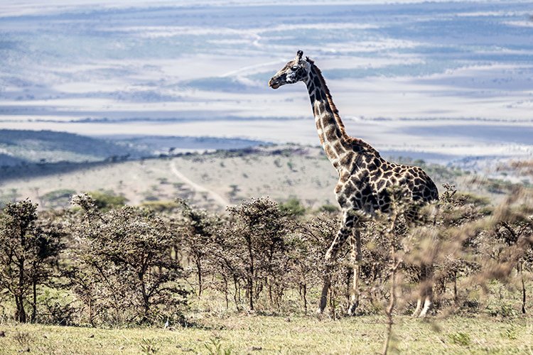 TZA ARU Ngorongoro 2016DEC23 064